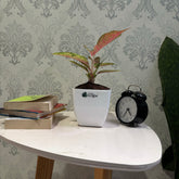 Aglaonema rotundum red, with 5.5 inches white decor pot